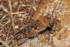 Calliptamus barbarus