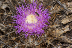 Calliptamus barbarus