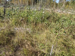 Muhlenbergia andina