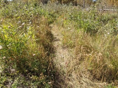 Muhlenbergia andina