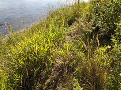 Muhlenbergia andina