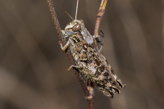 Calliptamus barbarus