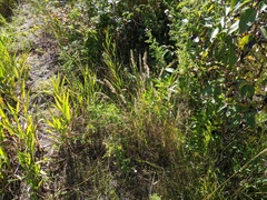 Muhlenbergia andina