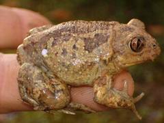 Pelobates fuscus insubricus