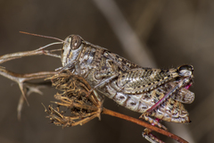 Calliptamus barbarus