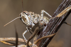 Calliptamus barbarus