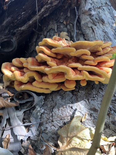 Western Hardwood Sulphur Shelf