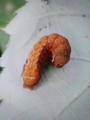 Lepidoptera
