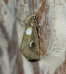 Plagiomimicus olvello