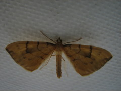 Gandaritis pyraliata