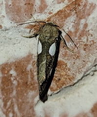 Plagiomimicus olvello
