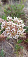 Asclepias adscendens