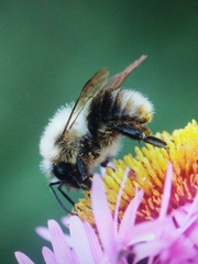 Bombus pascuorum