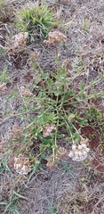 Asclepias adscendens