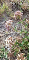 Asclepias adscendens