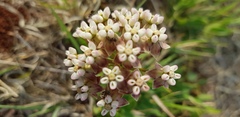 Asclepias adscendens