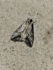 Evergestis simulatilis