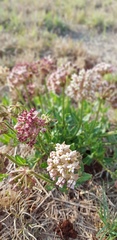 Asclepias adscendens
