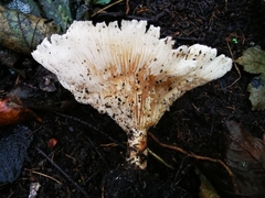 Basidiomycota