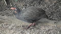 Pternistis afer castaneiventer