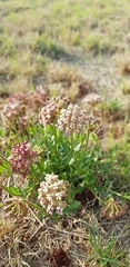 Asclepias adscendens