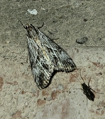 Evergestis simulatilis