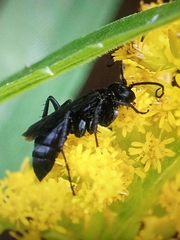 Anoplius