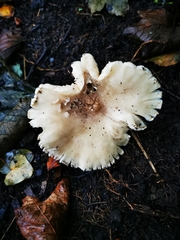 Basidiomycota