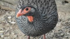 Pternistis afer castaneiventer