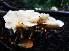 Basidiomycota