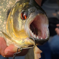 Pygocentrus nattereri