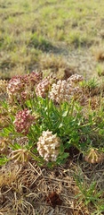 Asclepias adscendens