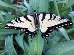 Papilio glaucus