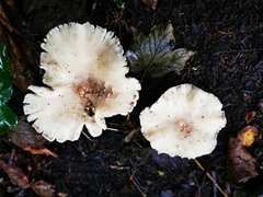Basidiomycota
