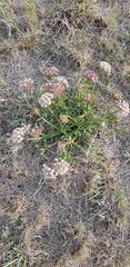 Asclepias adscendens