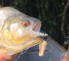 Pygocentrus nattereri