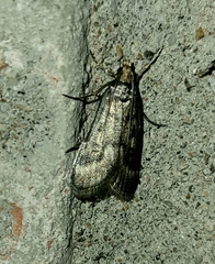 Loxostegopsis polle