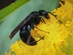 Anoplius