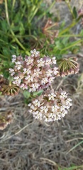 Asclepias adscendens