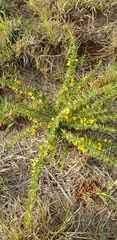 Crotalaria eremicola