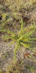 Crotalaria eremicola
