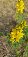 Crotalaria magaliesbergensis