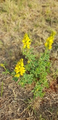 Crotalaria magaliesbergensis