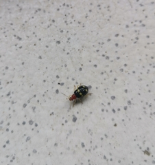 Gynandrobrotica lepida