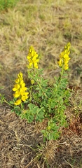 Crotalaria magaliesbergensis