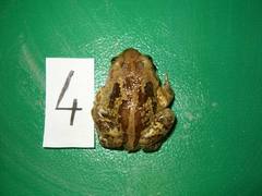 Pelobates fuscus insubricus