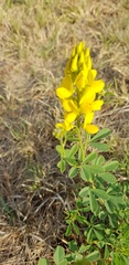 Crotalaria magaliesbergensis