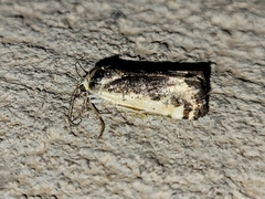 Tarache augustipennis