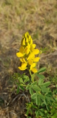 Crotalaria magaliesbergensis