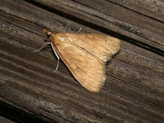 Anania fuscalis